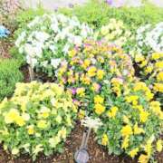 ヒメ日記 2026/04/03 06:34 投稿 ここみ プロローグ-序章-浜松店