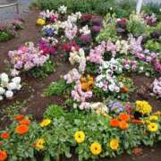 ヒメ日記 2026/04/08 07:08 投稿 ここみ プロローグ-序章-浜松店