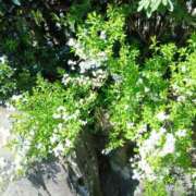 ヒメ日記 2026/04/09 06:56 投稿 ここみ プロローグ-序章-浜松店