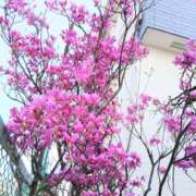 ヒメ日記 2026/04/15 06:59 投稿 ここみ プロローグ-序章-浜松店