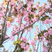 ヒメ日記 2026/04/19 06:23 投稿 ここみ プロローグ-序章-浜松店