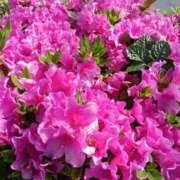 ヒメ日記 2026/04/20 12:16 投稿 ここみ プロローグ-序章-浜松店