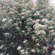 ヒメ日記 2026/04/24 12:16 投稿 ここみ プロローグ-序章-浜松店