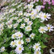 ヒメ日記 2026/05/01 11:45 投稿 ここみ プロローグ-序章-浜松店