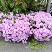 ヒメ日記 2026/05/05 06:30 投稿 ここみ プロローグ-序章-浜松店