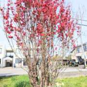 ヒメ日記 2026/05/08 08:22 投稿 ここみ プロローグ-序章-浜松店
