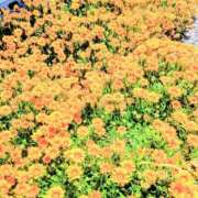 ヒメ日記 2026/05/09 17:45 投稿 ここみ プロローグ-序章-浜松店