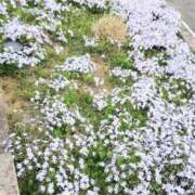 ヒメ日記 2026/05/10 06:12 投稿 ここみ プロローグ-序章-浜松店