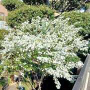 ヒメ日記 2026/05/13 19:30 投稿 ここみ プロローグ-序章-浜松店