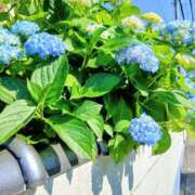 ヒメ日記 2026/05/20 06:58 投稿 ここみ プロローグ-序章-浜松店