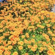 ヒメ日記 2026/05/21 11:45 投稿 ここみ プロローグ-序章-浜松店