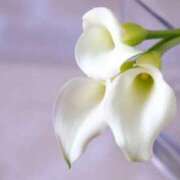 ヒメ日記 2025/11/16 09:44 投稿 ちよ 熟女の風俗最終章 仙台店