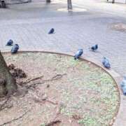 ヒメ日記 2025/12/20 12:34 投稿 ちか 西船人妻花壇