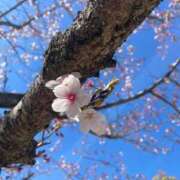 ヒメ日記 2026/04/09 15:11 投稿 りり 西川口こんにちわいふ（シンデレラグループ）