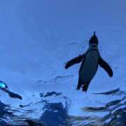 ヒメ日記 2026/03/16 19:12 投稿 あや ハニープラザ（ユメオト）