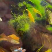 ヒメ日記 2025/12/22 19:21 投稿 真田 柚花 マダム麗奈大阪