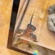 ヒメ日記 2026/01/08 08:11 投稿 真田 柚花 マダム麗奈大阪