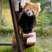 ヒメ日記 2025/11/17 16:17 投稿 ひなた アラモード