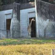 ヒメ日記 2025/12/15 18:09 投稿 ひなた アラモード