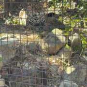 ヒメ日記 2025/12/15 20:57 投稿 ひなた アラモード