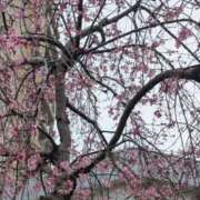 ヒメ日記 2026/03/26 09:10 投稿 りく あげまん 西中島店