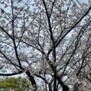 ヒメ日記 2026/03/31 15:14 投稿 七瀬りりか★ elumo(エルモ)