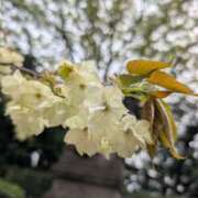 ヒメ日記 2026/04/05 20:20 投稿 あきほ もしも素敵な妻が指輪をはずしたら・・・