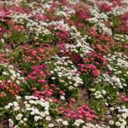 ヒメ日記 2026/05/11 10:20 投稿 あきほ もしも素敵な妻が指輪をはずしたら・・・
