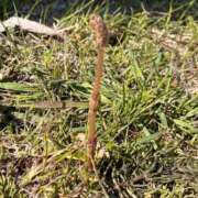 音野 早苗 ４月の出勤予定 人妻セレブ宮殿