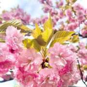 音野 早苗 ５月スケジュール 人妻セレブ宮殿