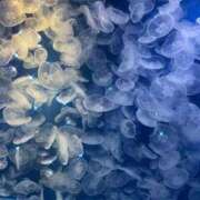 如月かい(きさらぎかい) こんばんは 鶯谷ナンバーワン