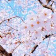 ふうか 春は好きだけど…🌸 カワサキEROTIC（ソープランド）