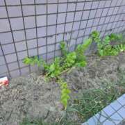 ヒメ日記 2026/01/23 00:16 投稿 らん あふたーすくーる本店