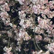 ヒメ日記 2026/04/23 21:53 投稿 らん あふたーすくーる本店