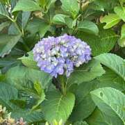 ヒメ日記 2026/06/01 21:08 投稿 らん あふたーすくーる本店