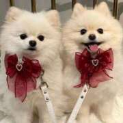 ヒメ日記 2026/03/01 11:11 投稿 こころ いざ候 別館