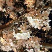 ヒメ日記 2026/04/16 18:26 投稿 みか 錦糸町人妻セレブリティ（ユメオト）