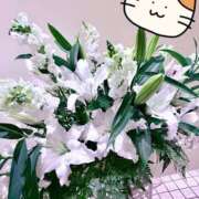 ヒメ日記 2026/04/26 07:57 投稿 北川ねこ セレブショップ新宿（東京ハレ系）
