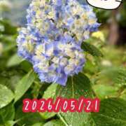 ヒメ日記 2026/05/21 08:32 投稿 北川ねこ セレブショップ新宿（東京ハレ系）