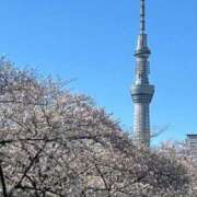 なつみ 桜吹雪も綺麗ですね🌸 マダム西船橋