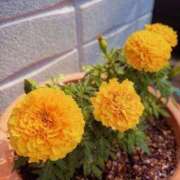 ヒメ日記 2026/02/21 11:28 投稿 りか 品川ハイブリッドマッサージ