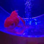 なほ お詫び 即アポ奥さん～浜松店～