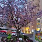 大森咲良 4月 五十路マダムエクスプレス横浜店（カサブランカグループ）