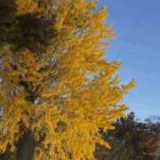 ヒメ日記 2025/11/19 23:30 投稿 藤澤 恵麻 熟女・人妻マダム宮殿