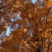 藤澤 恵麻 紅葉🍁 熟女・人妻マダム宮殿