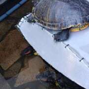 柴崎優美(しばさきゆみ) ご挨拶 東京ヒストリー　秘密の約束