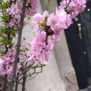 柴崎優美(しばさきゆみ) ひさしぶりの🌸 東京ヒストリー　秘密の約束