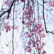 ヒメ日記 2026/01/28 07:12 投稿 すみれ Polaris（ポラリス）