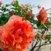 ヒメ日記 2026/02/10 15:52 投稿 すみれ Polaris（ポラリス）