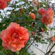 ヒメ日記 2026/02/27 12:22 投稿 すみれ Polaris（ポラリス）